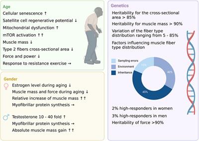 The non-modifiable factors age, gender, and genetics influence resistance exercise